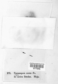 Diatrype stigma image